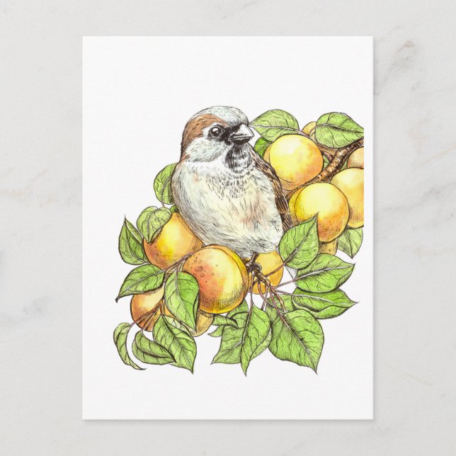 Sparrow on an apricot branch postcard (Front)