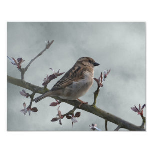 Sparrow on Branch Photo Print