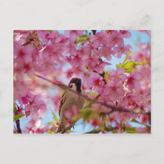 Sparrow on the cherry tree postcard