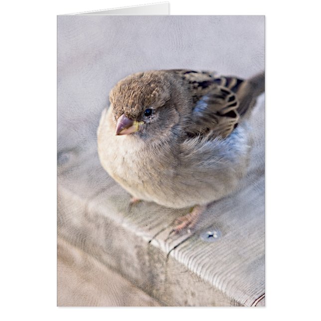 Sparrow - Overweight (Front)