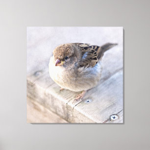 Sparrow - Overweight Canvas Print
