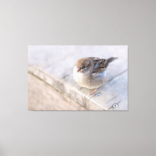Sparrow - Overweight Canvas Print