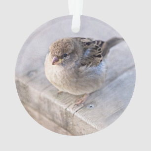 Sparrow - Overweight Ornament