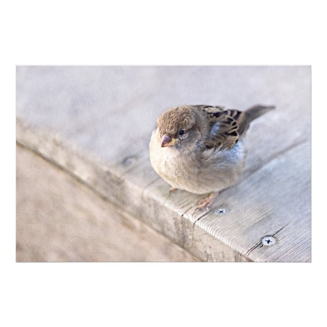 Sparrow - Overweight Photo Print (Front)