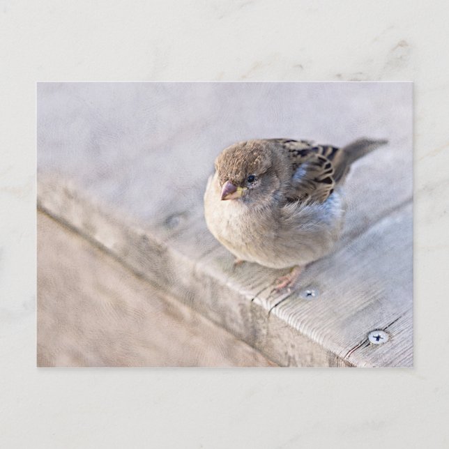 Sparrow - Overweight Postcard (Front)