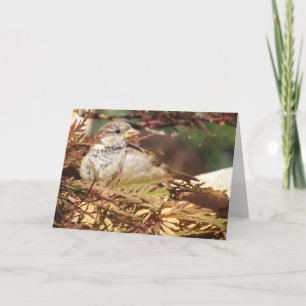Sparrow Peace and Love Christmas Card