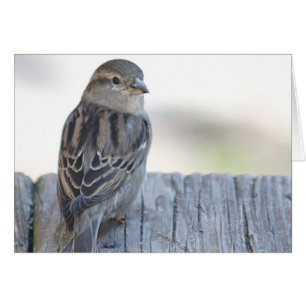 Sparrow photo