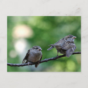 Sparrow Postcard