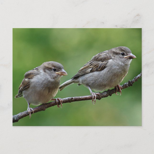 Sparrow Postcard (Front)