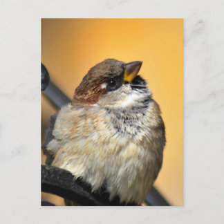 Sparrow Postcard