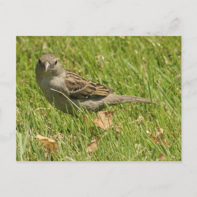 Sparrow Postcard (Front)