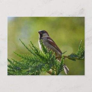 Sparrow Postcard