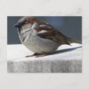 Sparrow Postcard