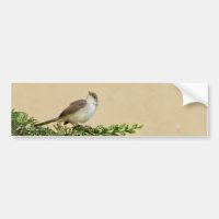 Sparrow Postcard