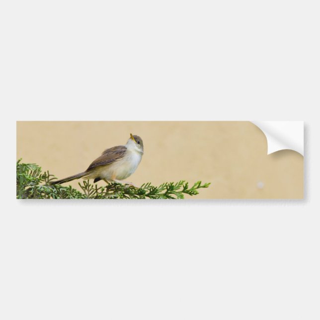 Sparrow Postcard Bumper Sticker (Front)