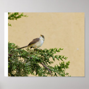 Sparrow Postcard Poster