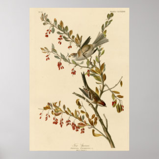 sparrow poster