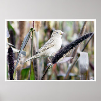 sparrow poster
