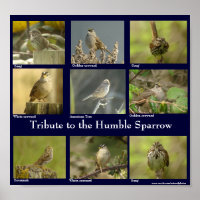 Sparrow Poster