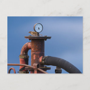 Sparrow sitting on top of a red machine postcard