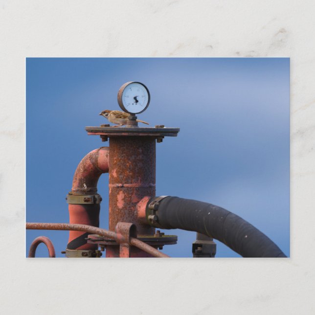 Sparrow sitting on top of a red machine postcard (Front)