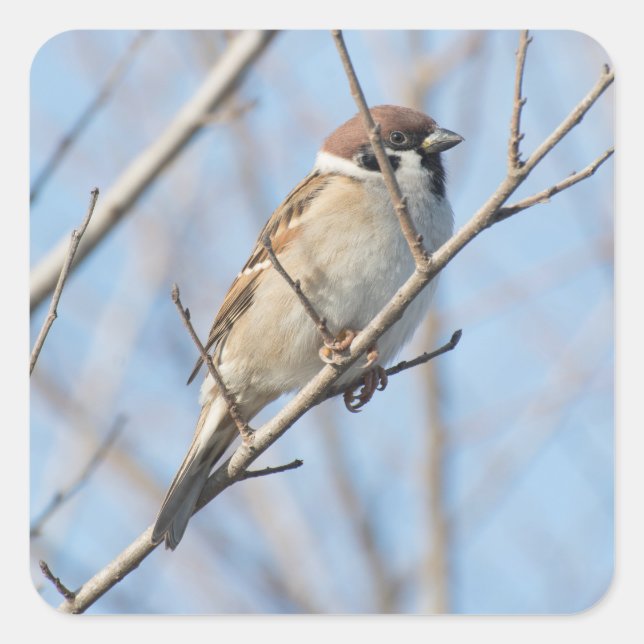 Sparrow Square Sticker (Front)