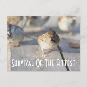 Sparrow - Survival Of The Fittest Postcard
