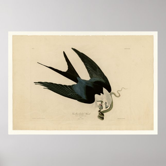 Sparrow tailed Hawk Poster (Front)