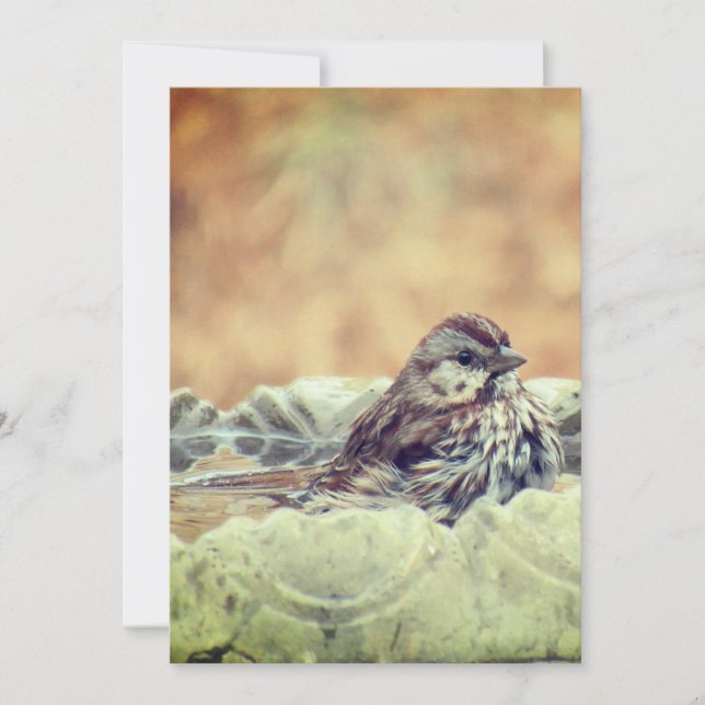 Sparrow Taking a Bath Thank You Card (Front)