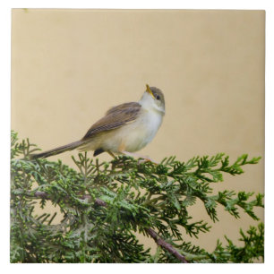 Sparrow   tile