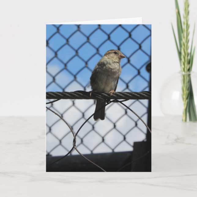 "Sparrow Upon Wire" Birthday Card (Front)
