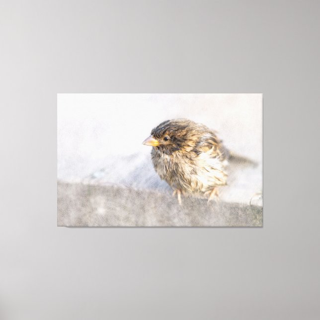 Sparrow - Weather Forecast Epic Fail Canvas Print (Front)