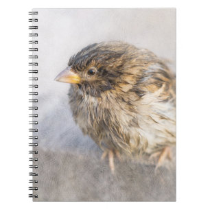 Sparrow - Weather Forecast Epic Fail Notebook
