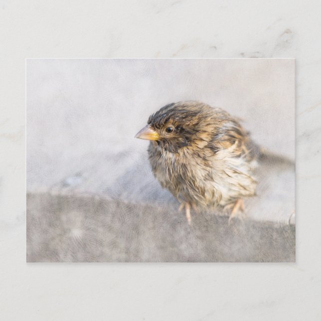 Sparrow - Weather Forecast Epic Fail Postcard (Front)