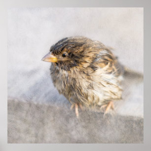 Sparrow - Weather Forecast Epic Fail Poster