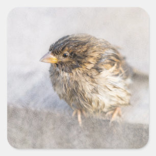 Sparrow - Weather Forecast Epic Fail Square Sticker