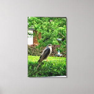 Sparrowhawk In My Garden  Canvas Print