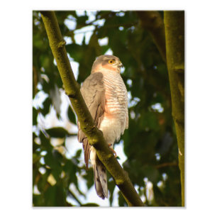 Sparrowhawk  photo print