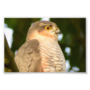 Sparrowhawk  photo print