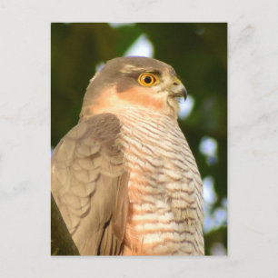 Sparrowhawk  postcard