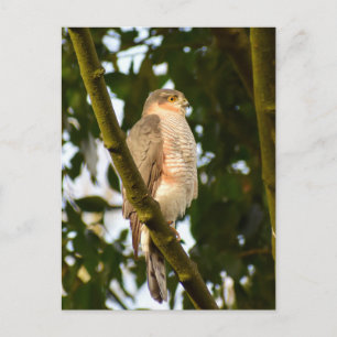 Sparrowhawk  postcard