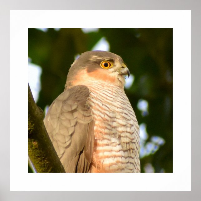 Sparrowhawk  poster (Front)