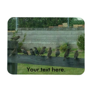 Sparrows Birds Sitting on a Rail Magnets