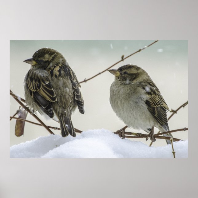 Sparrows In Winter Poster (Front)