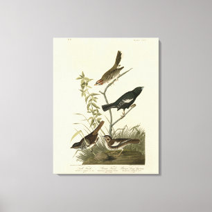 Sparrows, Lark Bunting, Audubon's Birds of America Canvas Print
