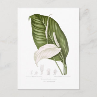 Spathiphyllopsis minahassae postcard
