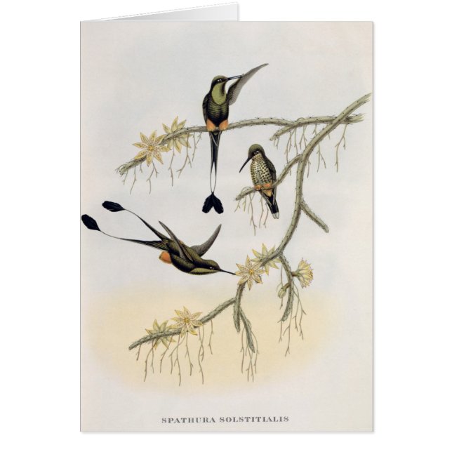 Spathura Solstitialis (Front)