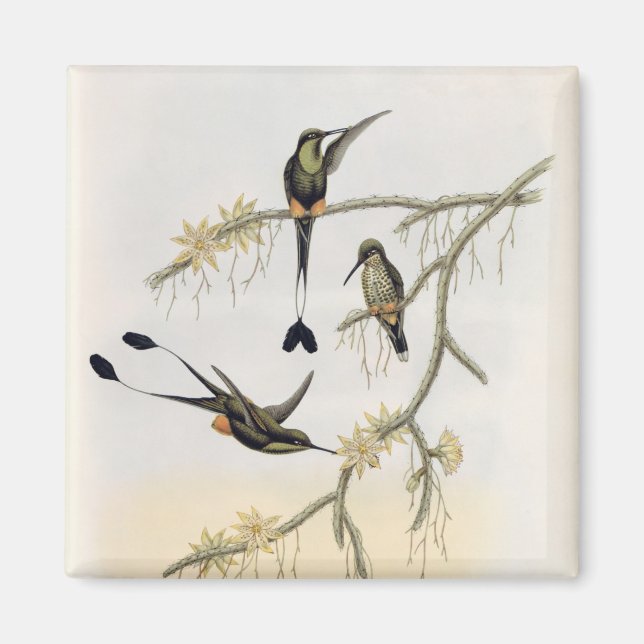 Spathura Solstitialis Magnet (Front)