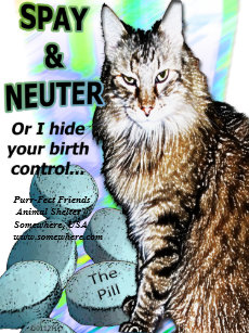 Animal Shelter Cats Posters Prints Zazzle Uk