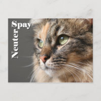 Spay / Neuter